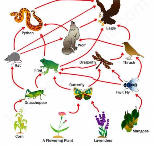 In the food web below, which of the organisms are autotrophs/producers? List 4.