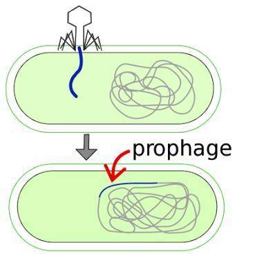 The imagie below represents a part of the: lytic cycle lysogenic cycle prophage cycle bi-cycle