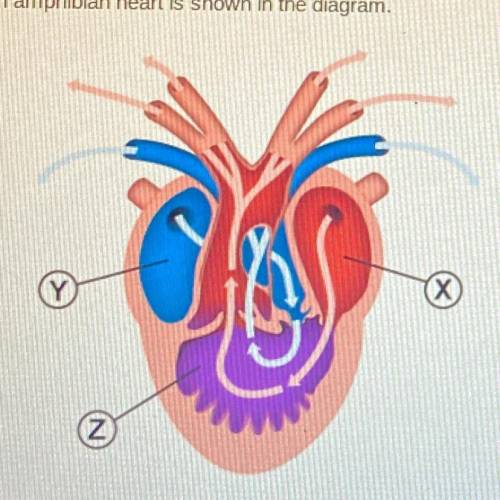 An amphibian heart is shown in the diagram. Which statement best describes the three chambers of the