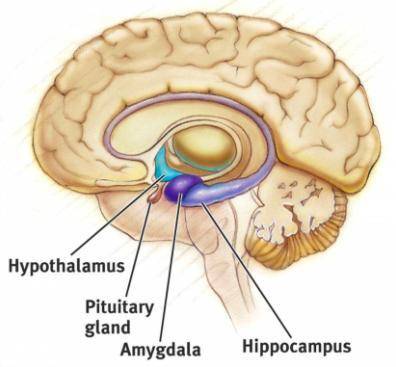The ______________ system consists of the hypothalamus, pituitary, amygdala and hippocampus. They ar