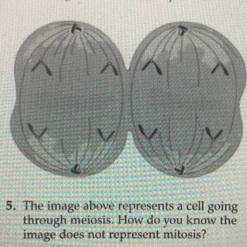 5. The image above represents a cell going through meiosis. How do you know the image does not repre