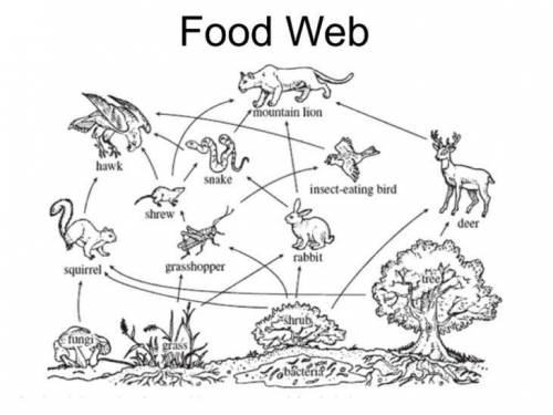 12+points PLZ help  Take a look at the food web, which of these organisms are decomposers. (select a