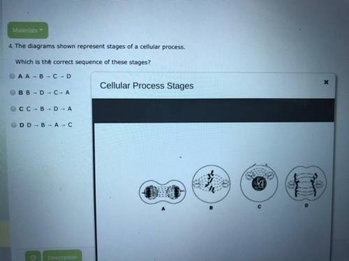 The diagrams shown represent stages of a cellular process ?