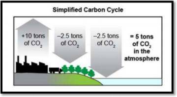The model that shows the cycling of carbon helps us to better understand that… Carbon dioxide only t