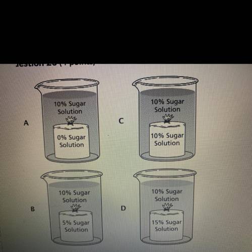 Which term describes each beaker  Hypertonic Hypotonic Isotonic