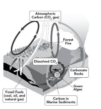 56.The carbon cycle involves a variety of processes that move and convert carbon between Earth syste