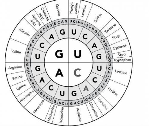 The diagram shows the genetic code, which cells use to translate a nucleotide sequence into an amino