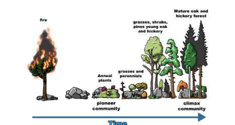 Ecological succession leads to the sustainability of life in an ecosystem. Succession is the observe