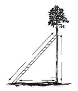 Giving brainliest for correct answer A 17-foot ladder is leaning on a tree. The bottom of the ladder