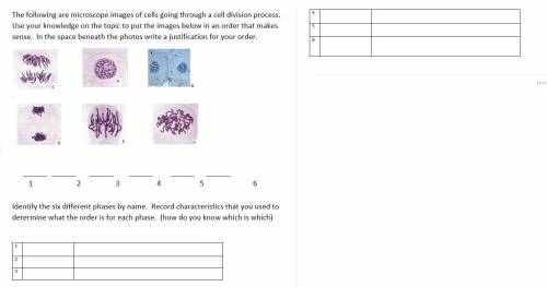 HEEELP MEEEEEThe following are microscope images of cells going through a cell division process. Us