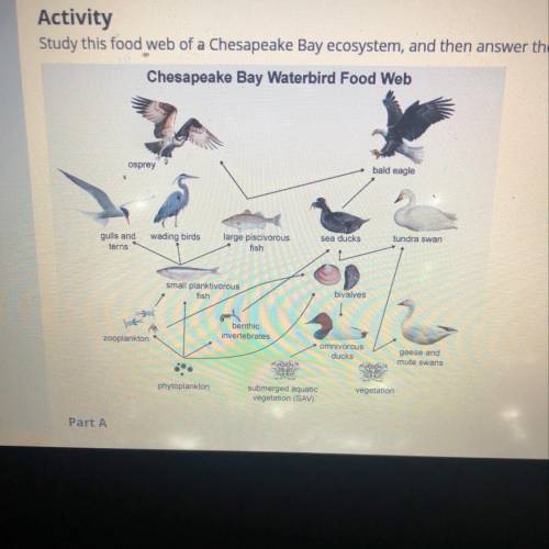 What weaknesses exist in your trophic pyramid diagram? What processes or organisms aren't shown?