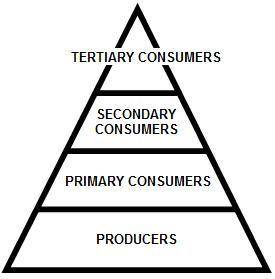The above diagram suggests that A. producers are the foundation of all energy pyramids. B. tertiary