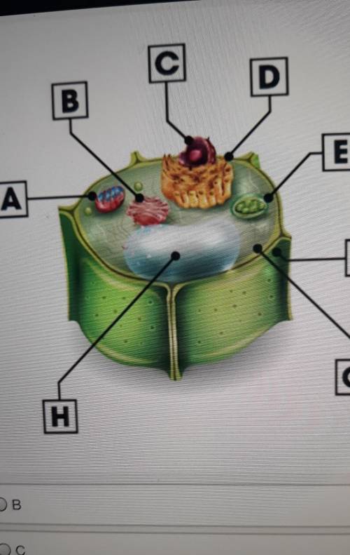 Identify the organelle where photosynthesis takes place A: BB: CC: DD:E