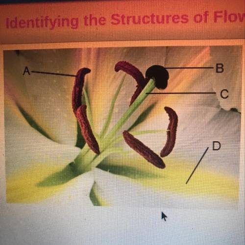 Use the drop-down menus to identify each structure of the flower. A B с Structure A is the Structur