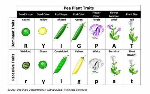 The chart below shows many traits found in pea plants. A botanist crosses two pure breeding pea pla