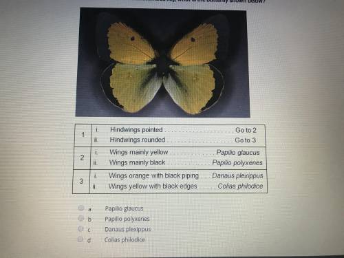 Based on the same dichotomous key, what is the butterfly shown below?