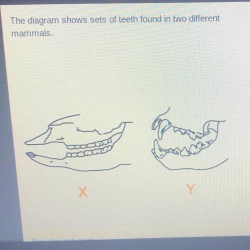 What does each mammal most likely eat? The diagram shows sets of teeth found in two different mamma
