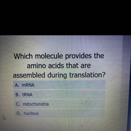 Which molecule provides the amino acids that are assembled during translation ?