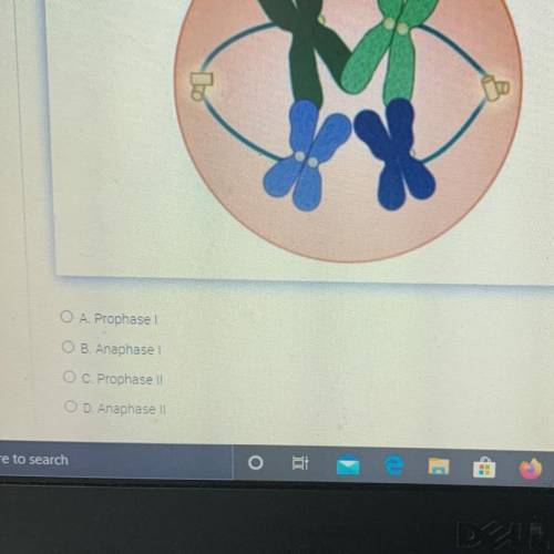 Which step is this ?prophase I, Anaphase I, prophase II, Anaphase II