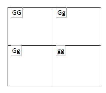 Which of the offspring represented in the Punnett square is heterozygous? Which of the offspring re