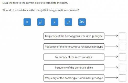 What do the variables in the Hardy-Weinberg equation represent?

p
p2
q
q2
2pq