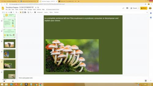 Is a mushroom a producer consumer or decomposer?
PLSLSLSL;S 
A LIL lil EXPLANATION