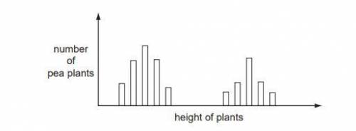 The bar chart shows the heights of pea plants grown from 500 pea seeds.What variation do the plants