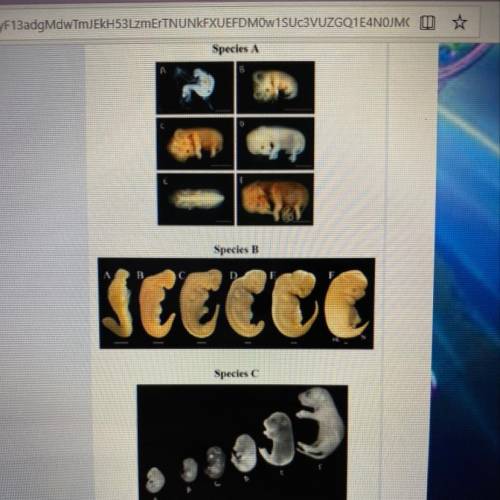 PLEASE ASAP

Compare the development of embryos from species A-C. Based on your observations, how