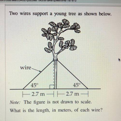 Two wires support a young tree as shown below please I need this explained and answered