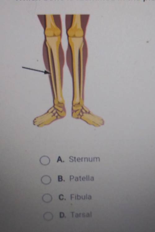 Which bone is identified in the picture below?

A. SternumB. PatellaC. FibulaD. Tarsal