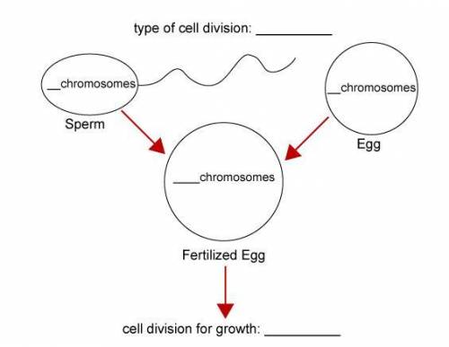 Frogs have 13 pairs of chromosomes. Complete this model by writing in the correct number of chromos