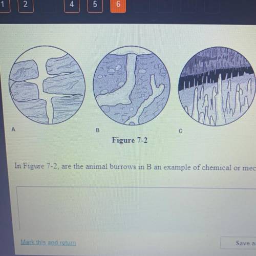 In Figure 7-2. are the animal burrows in B an example of chemical or mechanical weathering?