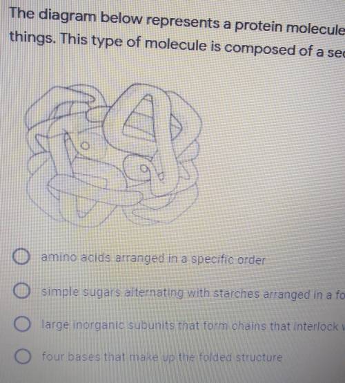 The diagram below represents a protein molecule present in some living

things. This type of molec