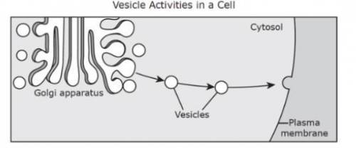 The diagram illustrates the activity of vesicles during a cellular process. Which statement best ex