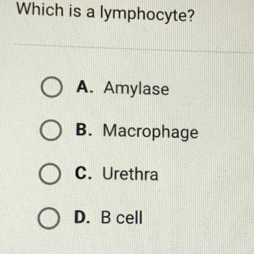 Help me ! Please man I need help !!

Which is a lymphocyte?
O A. Amylase
Ο Ο
B. Macrophage
O C. Ur
