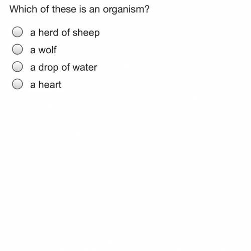 Which of these is an organism?