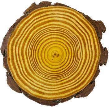 Why do you think there is a ring with a dark gap within the body of the wood?