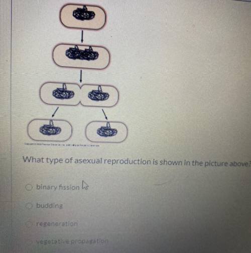 What type of asexual reproduction is shown in the picture above?

O binary fission
Obudding
O rege