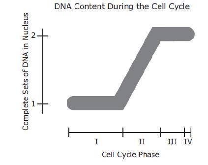 The model represents the change in the DNA content of a cell during the cell cycle. Which table sho
