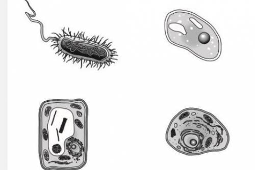 Four different types of cells are shown below. . Which characteristic is shared by all four cells?
