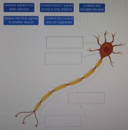 Match the function to the correct part of the neuron.