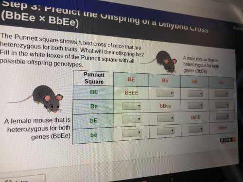 The punnets square shows a text cross of mice that are heterozygous for both traits what will the o