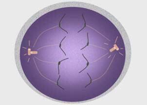Which phase of mitosis is shown in the illustration? prophase

metaphase
anaphase
telophase