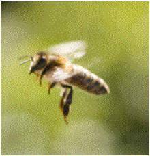 Look at the picture and observe below. Observations: The bee's wings are moving very fast. The bee'