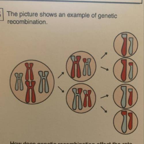 How does genetic recombination affect the rate

of evolution?
A. It increases the rate of evolutio