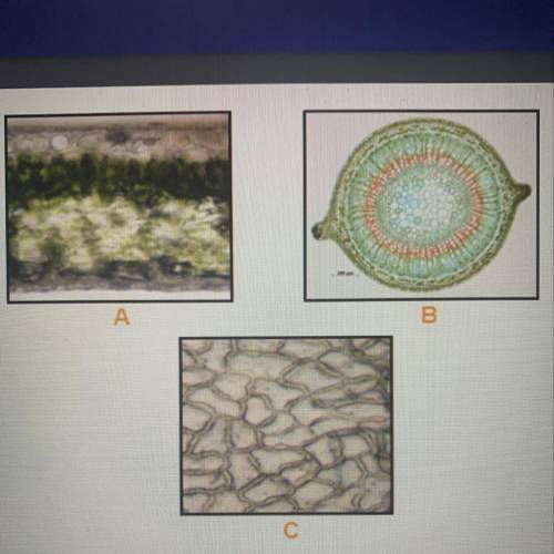Identify the plant tissues in the three images.
A
B
С