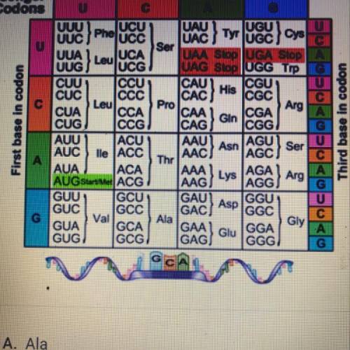 A strand of mRNA has the bases guanine-cytosine-uracil. Which amino acid

corresponds to these bas