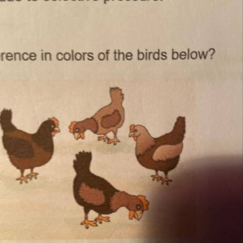 What term best describes the difference in colors of the birds below?