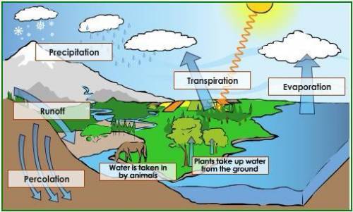 In which step of the water cycle does most of Earth's water enter the atmosphere?

A.
Transpiratio