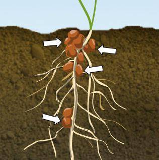 How do plants get the nitrogen they need?

A.
From bacteria living in their roots
B.
From the air